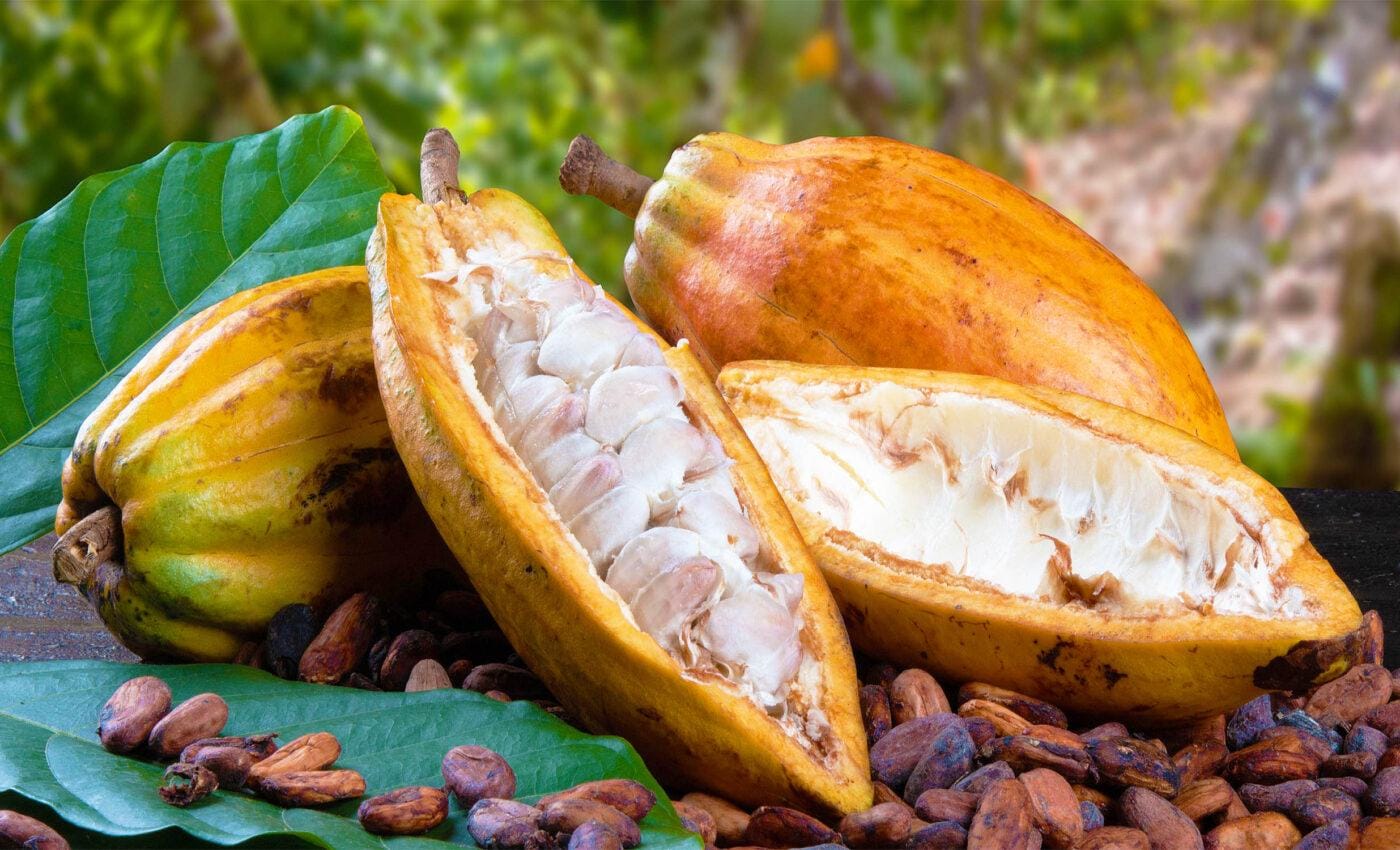Cacao seeds - Etsy 日本