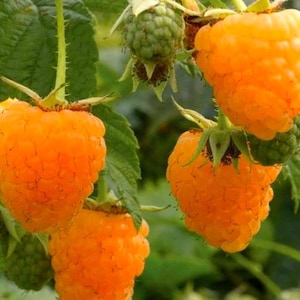 Peut inclure: Gros plan sur des framboises mûres, d'un orange doré, sur une branche verte. Les framboises, à la surface texturée, sont regroupées. Des baies vertes non mûres sont également visibles, indiquant le cycle de croissance.
