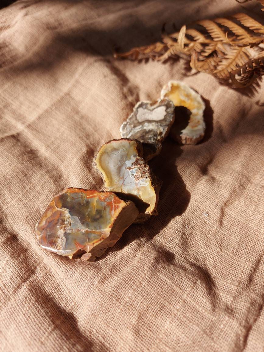 Bois Fossile Lithothérapie Pierres Brutes Tranche Polie Ancrage Terre Méditation Qualité A