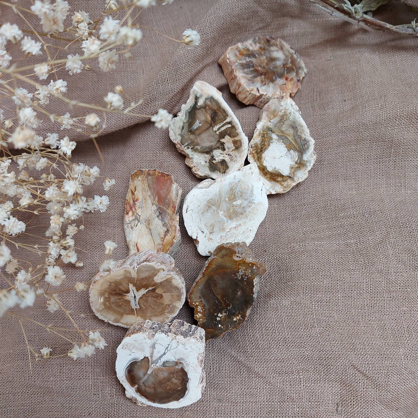 Bois Fossile Lithothérapie Pierres Brutes Tranche Polie Ancrage Terre Méditation Qualité A