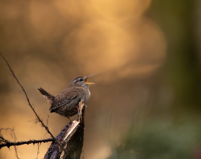 Singing Bird at sunrise | Prints