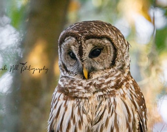 Barred Owl, Owl Photography, Owl Art, Owl Decor, Owl Photo, Bird of Prey, Wildlife, Nature Photo, Florida,  Bird Art, Bird Photo, Bird Lover