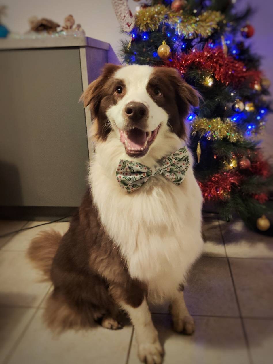 Noeud Papillon Collection de Noël, Pour Chien ou Chat