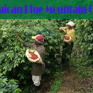 Hayman, 100% Blue Mountain Coffee From Jamaica...