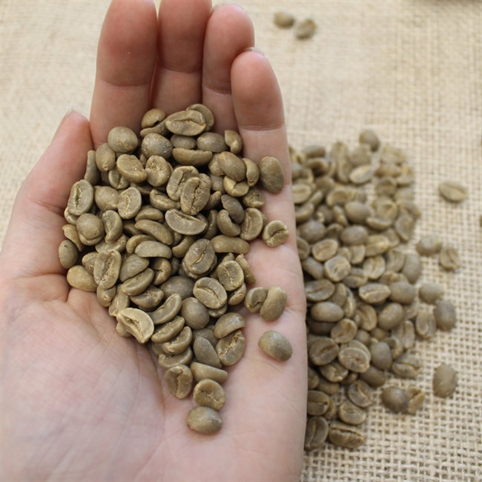 Jamaican Green Coffee Beans Jamaica Blue Mountain Unroasted Etsy