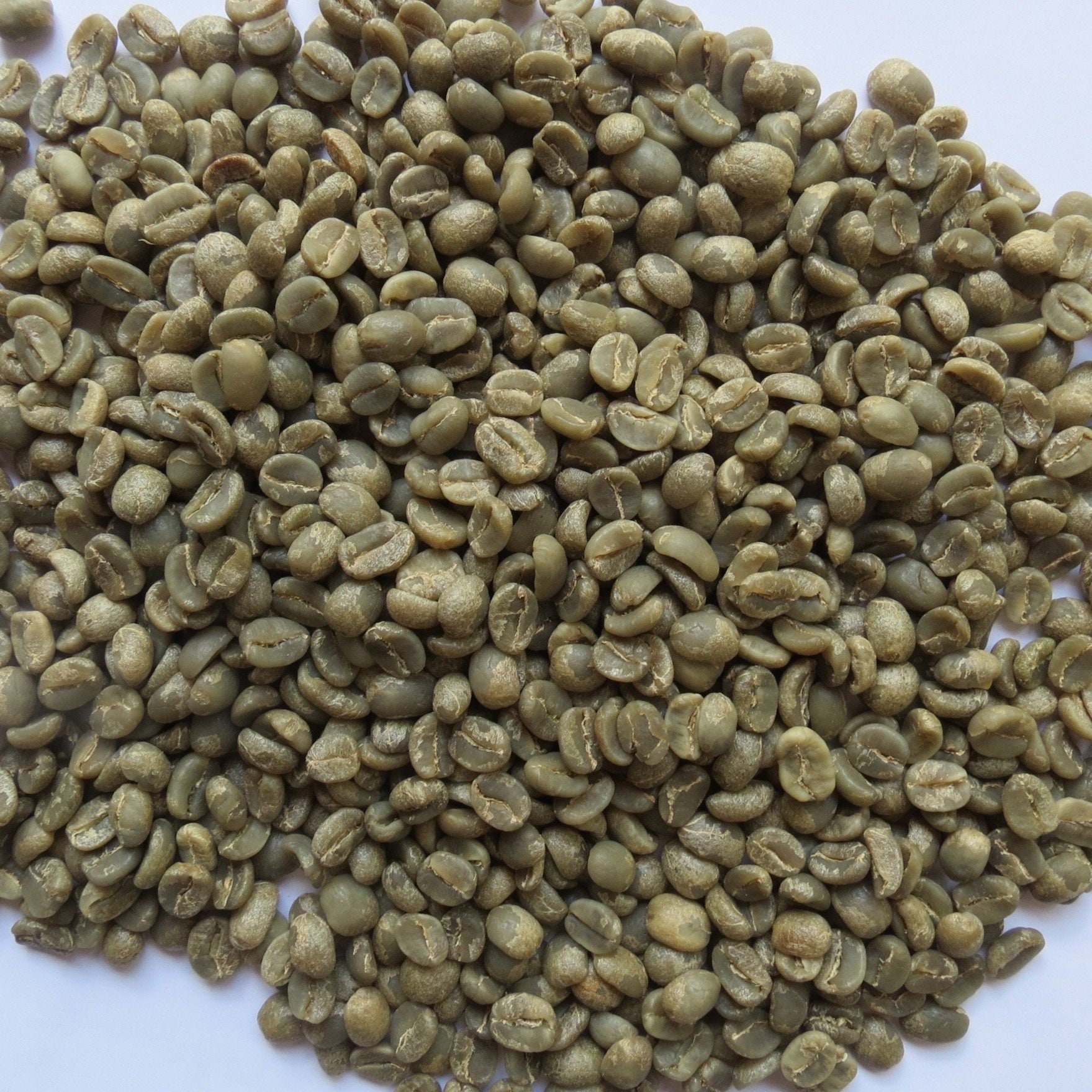 Jamaican Green Coffee Beans Jamaica Blue Mountain Unroasted Etsy