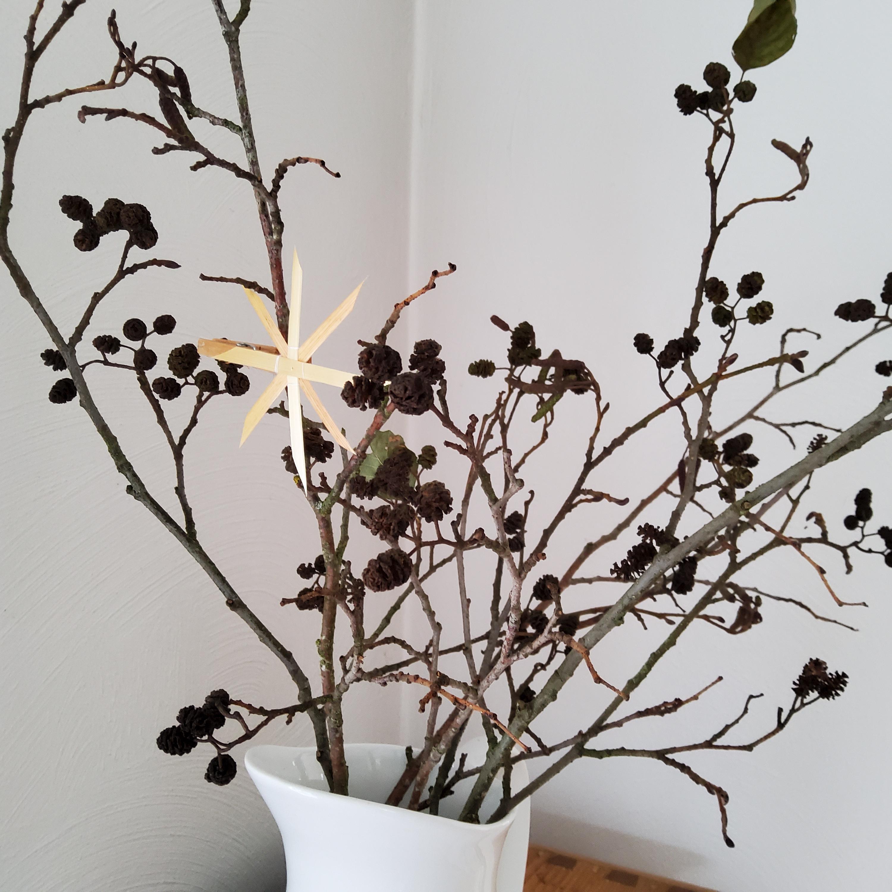 4 getrocknete Erlenzweige, 30-50 cm lang für die Vase, Zweige mit Mini-Zapfen, natürliche Deko, Basteln, Kränze, Herbstdeko, Weihnachtsdeko