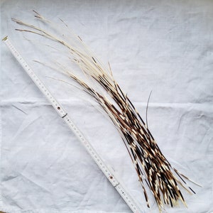 25 porcupine quills, 30-40 cm, thin, 25 pieces, - Porcupine feathers - natural decoration, black and white, bristles, quills, South Africa