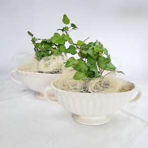 May include: Two cream-colored ceramic bowls with fluted sides and two handles, each resting on a pedestal base. Inside each bowl, a green ivy plant is nestled within a bed of light-colored, fibrous, straw-like decorative material.