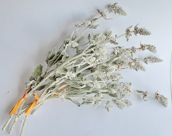 Dried flower, silver-grey: Wollziest, Stachys, donkey's ear, 4 branches for the vase or for handicrafts