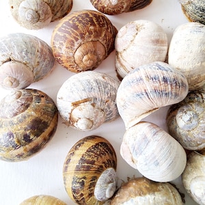 Snail shells size M, for crafting, 10 - 20 or 50 pieces, Roman snail, natural material for DIY, floristry, collage arrangements