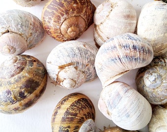 May include: A collection of snail shells in various shades of brown, tan, and off-white. The shells feature spiral patterns and textured surfaces, with some displaying darker brown mottled markings and others appearing lighter and more weathered.