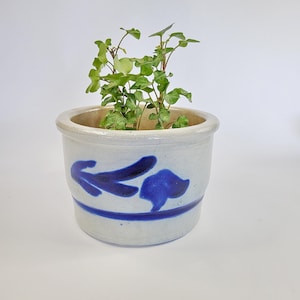 Può includere: Un piccolo vaso di ceramica bianco sporco con un motivo floreale blu e una striscia blu. Il vaso contiene una pianta verde con piccole foglie. Il vaso è rotondo e ha un bordo leggermente svasato.