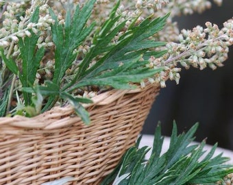 USA Seller Mugwort 200 seeds (Artemisia vulgaris)