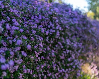 USA Seller Moss Verbena 500 seeds (Verbena tenuisecta)