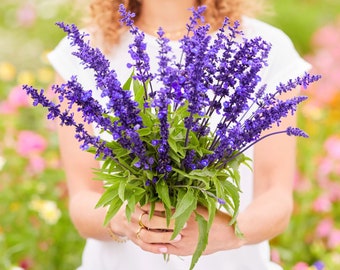 USA Seller Blue Sage 100 seeds (Salvia farinacea)