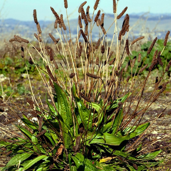 USA Seller English Plantain 100 seeds (Plantago lanceolata)