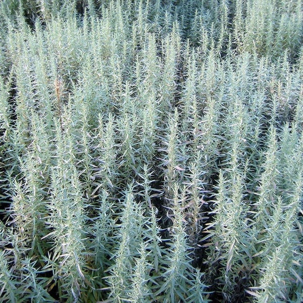 USA White Prairie Sage 25 seeds (Salvia apiana)