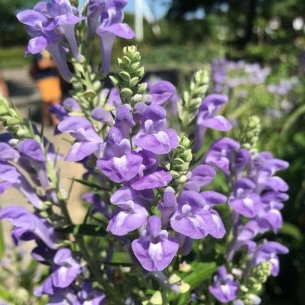 USA Seller Hoary (Downy) Skullcap 25 seeds (Medicinal) (Scutellaria incana)