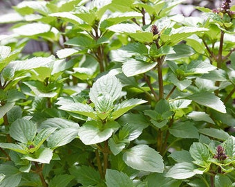 USA Seller Persian Basil 100 seeds  Ocimum basilicum