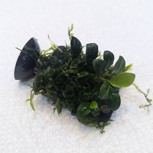 May include: A small, green plant with dark green leaves is attached to a black suction cup. The plant is growing in a bed of moss.