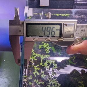May include: A digital caliper measuring 12.6 cm. The caliper is measuring the width of a glass tank with green plants inside.