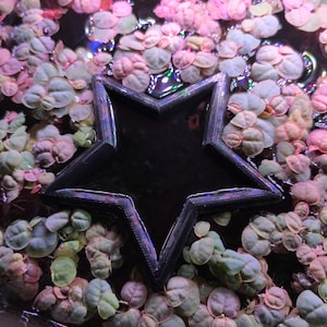May include: A black star-shaped object floats among aquatic plants with pink and green leaves. The star has a reflective surface and is surrounded by the colorful foliage. The plants appear to be floating on water.