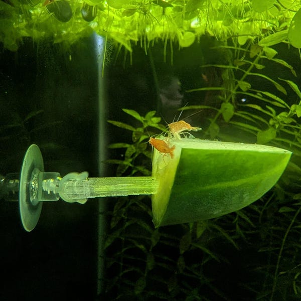 2 Pack Aquarium Veggie Skewer / Food Holder with Suction Cup