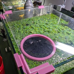 May include: A clear glass aquarium with a pink plastic frame. The aquarium is filled with green plants and a pink ring with a black centre.