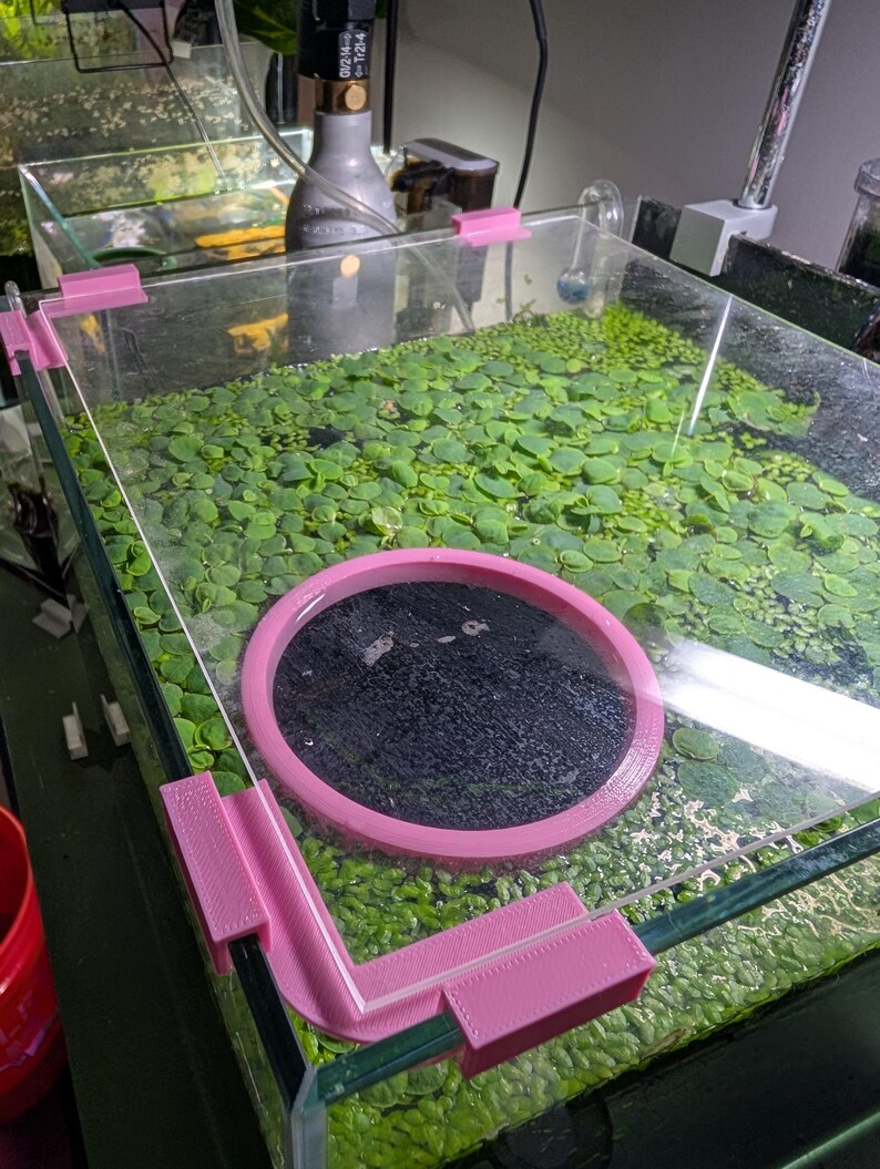 May include: A clear glass aquarium with a pink plastic frame. The aquarium is filled with green plants and a pink ring with a black centre.