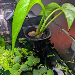 2” Net Pot Holder for Aquariums Single + Double. Pots included!