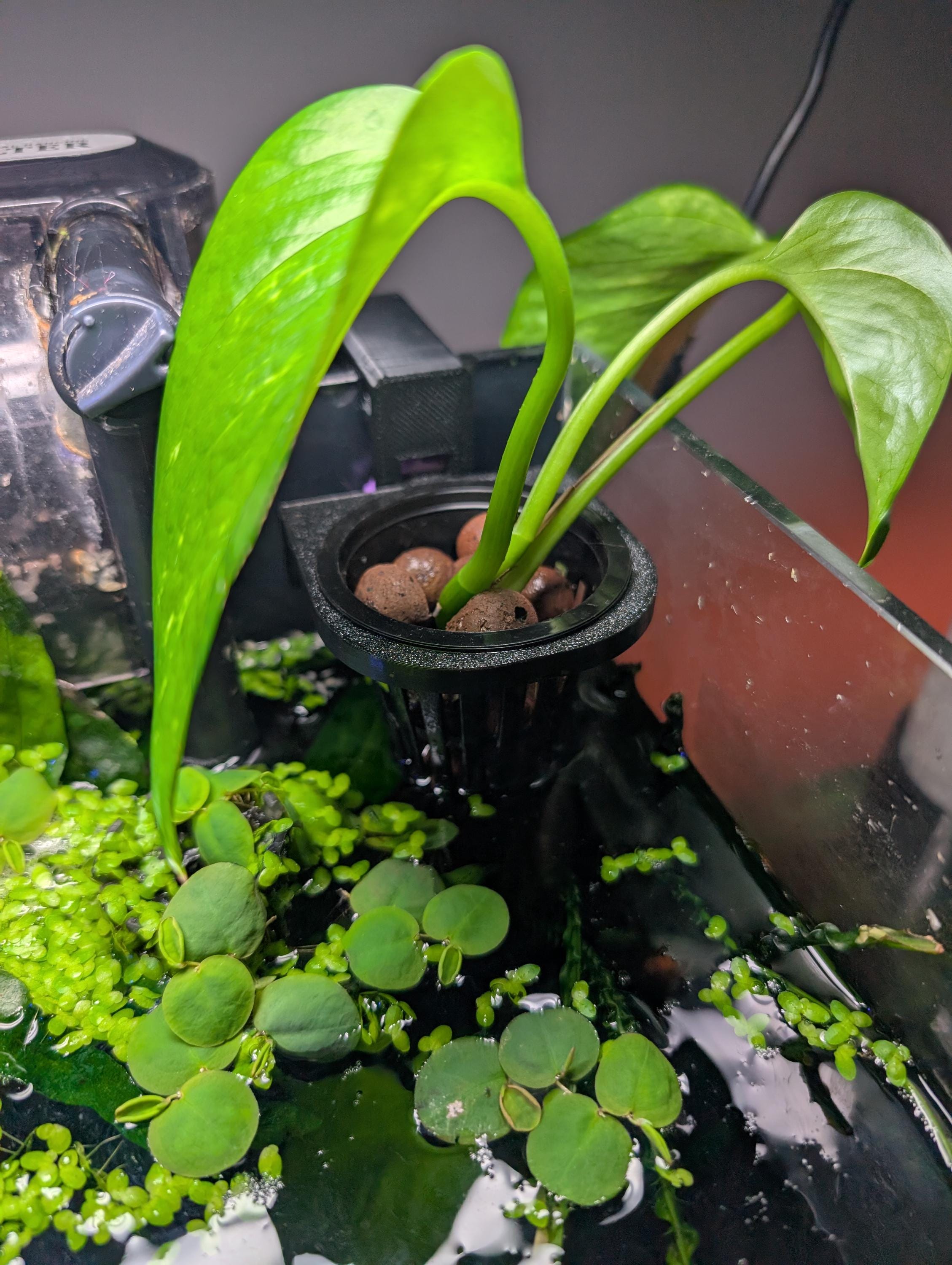pothos aquarium holder In-Tank Aquarium Plant Holder and Propagator | Mossari main image 1