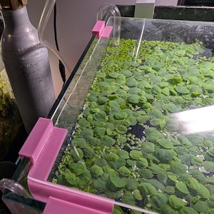 May include: A close-up of a glass aquarium with a pink plastic corner brace. The aquarium is filled with water and green plants.