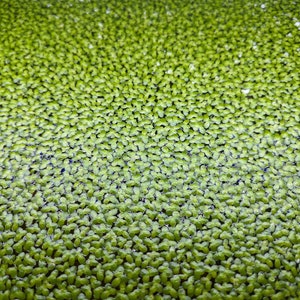 Duck Weed - Lemna Minor BUY 2 GET 1 FREE + Free Duck Weed Comb