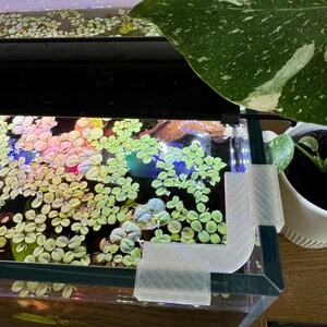 May include: A close-up of a clear glass aquarium with a green leafy plant inside. The aquarium has a white plastic corner brace.