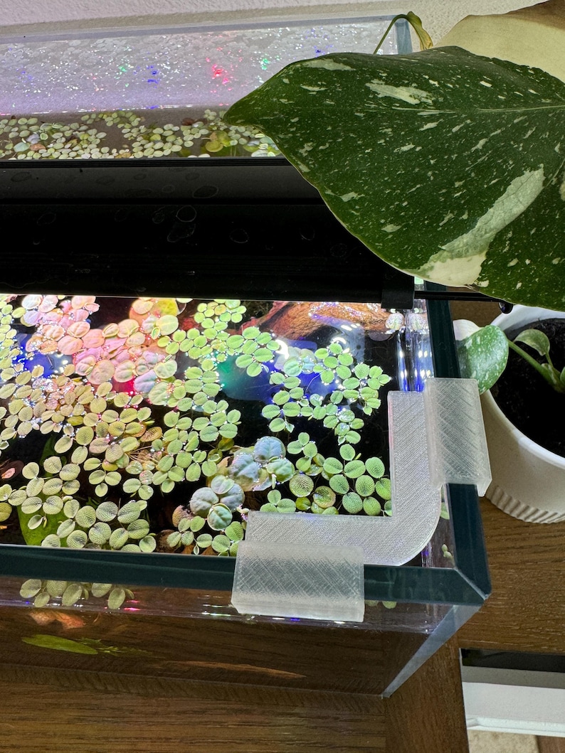 May include: A close-up of a clear glass aquarium with a green leafy plant inside. The aquarium has a white plastic corner brace.