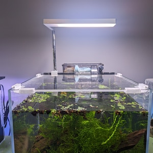May include: A clear glass aquarium with a light fixture above it. The aquarium is filled with water and plants, including a large piece of driftwood. The aquarium is sitting on a table.