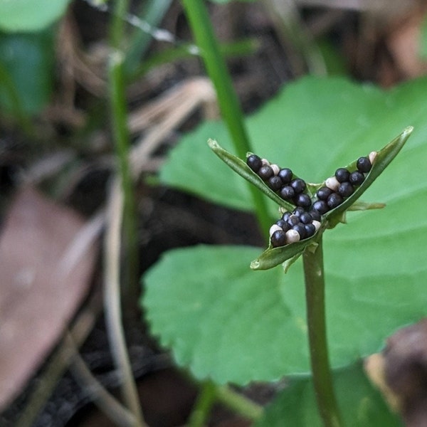 10+ Common Blue Violet Seeds - US Native Wildflowers - Viola Sororia Groundcover