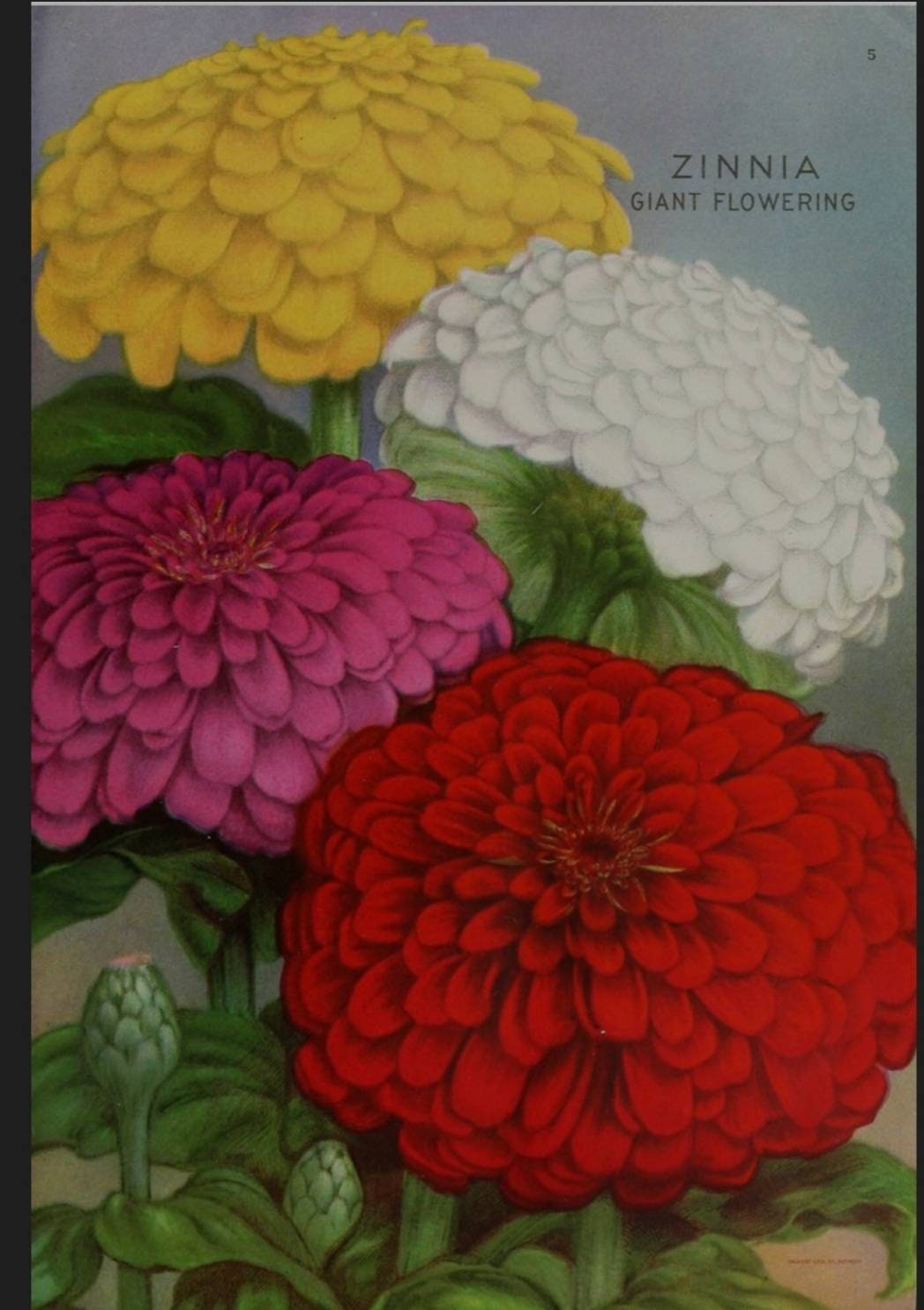 Zinniasgiant Blue Point Seeds Mix Etsy