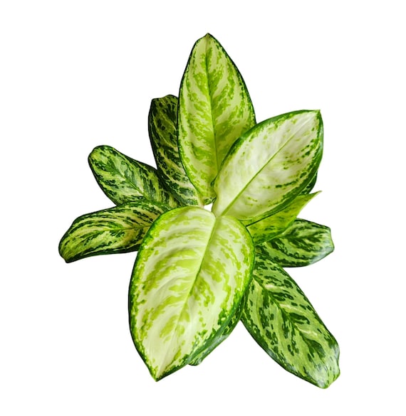 Aglaonema Platinum - grne Zimmerpflanze - selten - bunt - Etsy.de