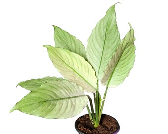 Spathiphyllum Platinum Mist