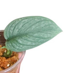 May include: A close-up of a small plant in a clear plastic pot. The plant has a large, silvery-green leaf with prominent veins. The pot contains brown, fibrous material, likely a growing medium. The background is plain white.