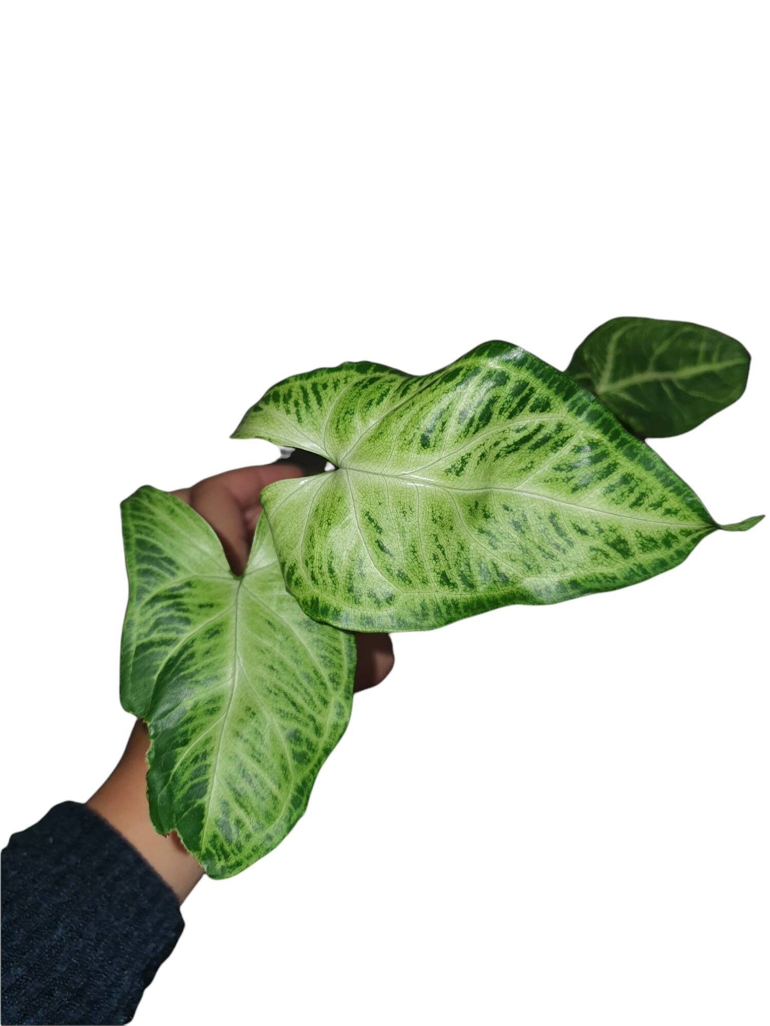 Syngonium Glo Go