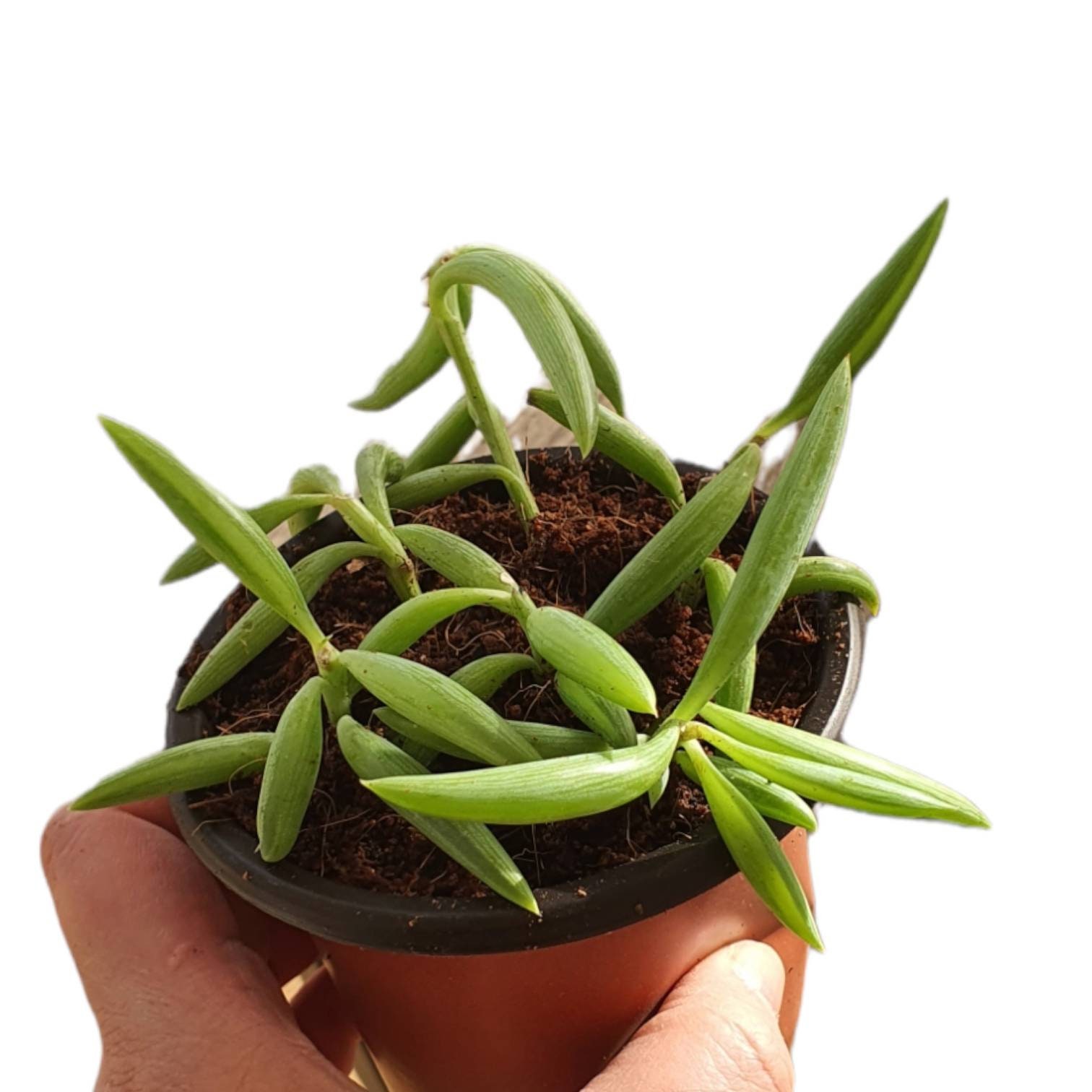 Senecio Radicans String Of Bananas