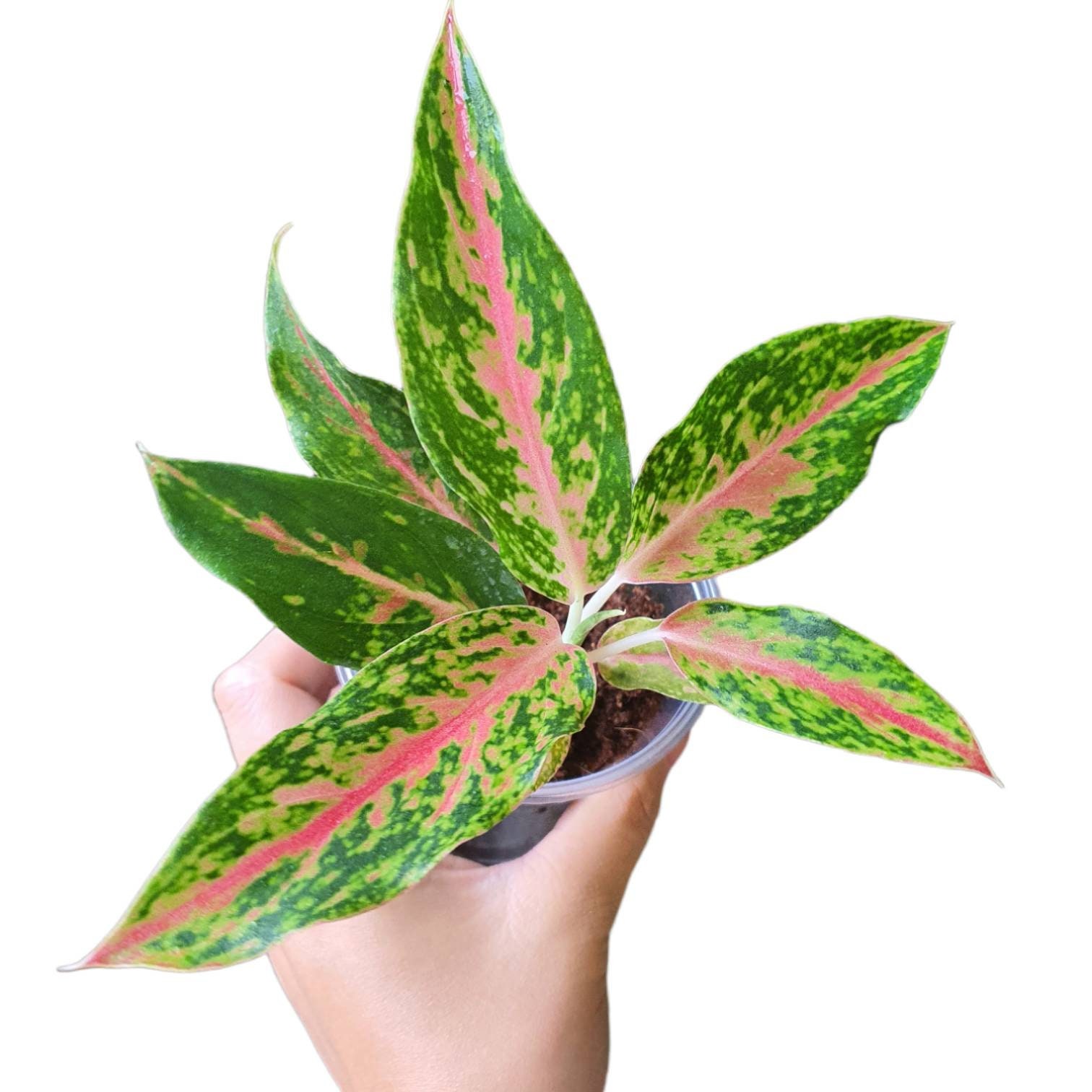 Aglaonema Widuri