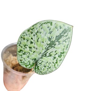 Könnte beinhalten: Ein einzelnes herzförmiges Blatt mit panaschierten Mustern aus hellgrünen, silbernen und dunkelgrünen Flecken. Das Blatt ist in einem durchsichtigen Plastikbecher mit hellbraunem Torfmoos verwurzelt, wobei die Basis und der Stängel sichtbar sind.