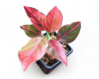 Aglaonema Vene rosse (piccole)