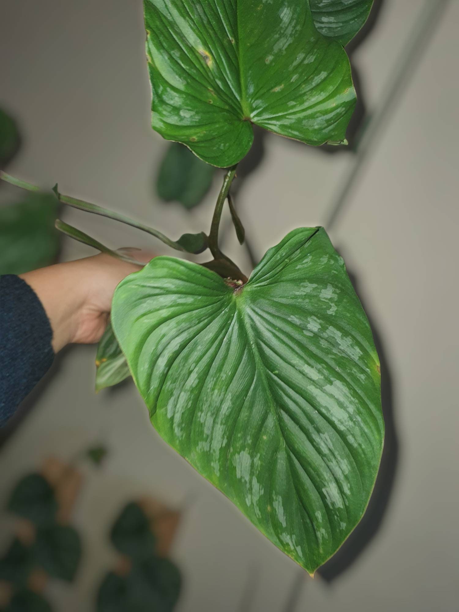 Philodendron Mamei