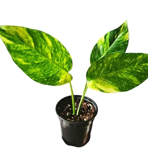 Epipremnum Pinnatum Sunburst - Big leaves