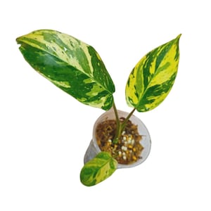 Philodendron Emerald Queen